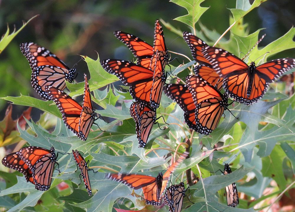 Roosting Monarch Butterflies. These monarch butterflies were spotted roosting in an oak tree at Port Louisa National…