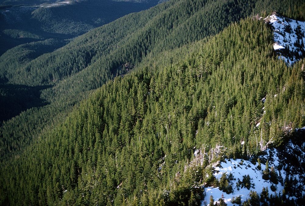 Mt Hood National Forest, Still Creek Roadless Area. Original public domain image from Flickr