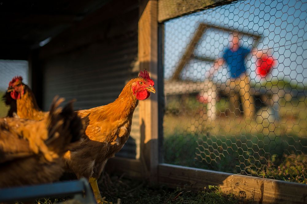 Jason Grimm feeds his chickens on his farm, Grimm Family Farm in 2011, where he manages his enterprises while farming…