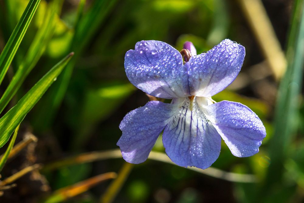 Hookedspur Violet - Viola aduncaby Jacob W. Frank. Original public domain image from Flickr