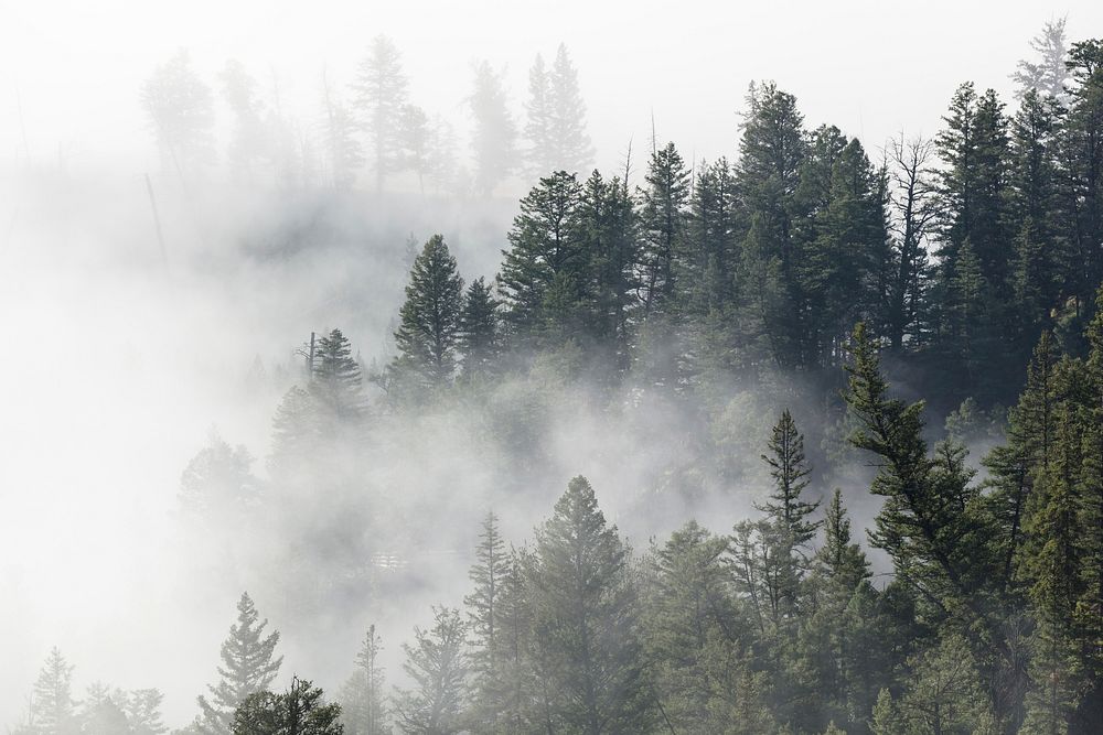 Morning fog near Tower Fall. Original public domain image from Flickr