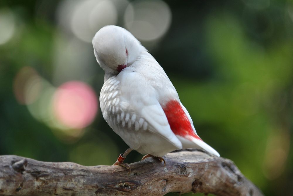 Cute Prakeet bird. Free public domain CC0 photo.