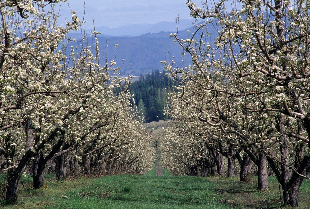 Apple blossoms, Hood River Valley. Original public domain image from Flickr