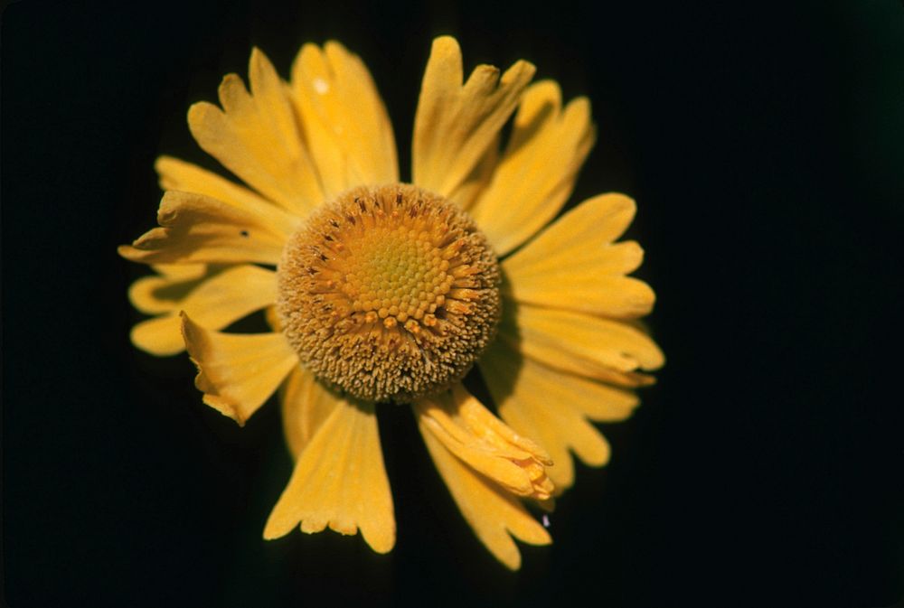 Shasta Daisy Close-Up. Original public domain image from Flickr