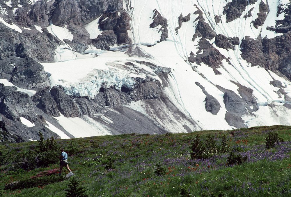 Hiker in Wildflower Field, Mt Hood National Forest. Original public domain image from Flickr