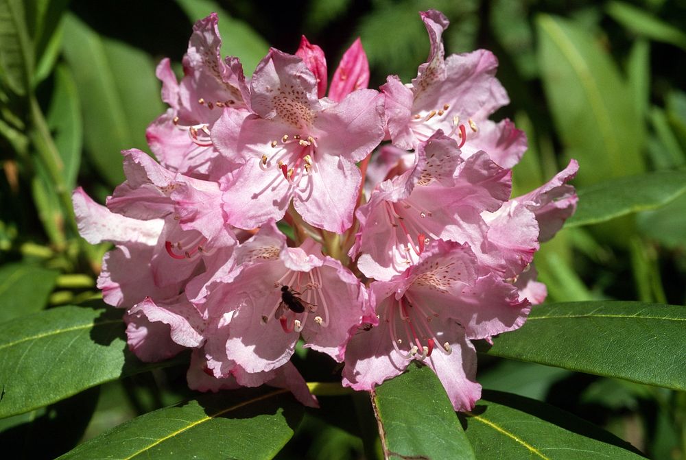 Wild Rhododendron Close-Up. Original public domain image from Flickr