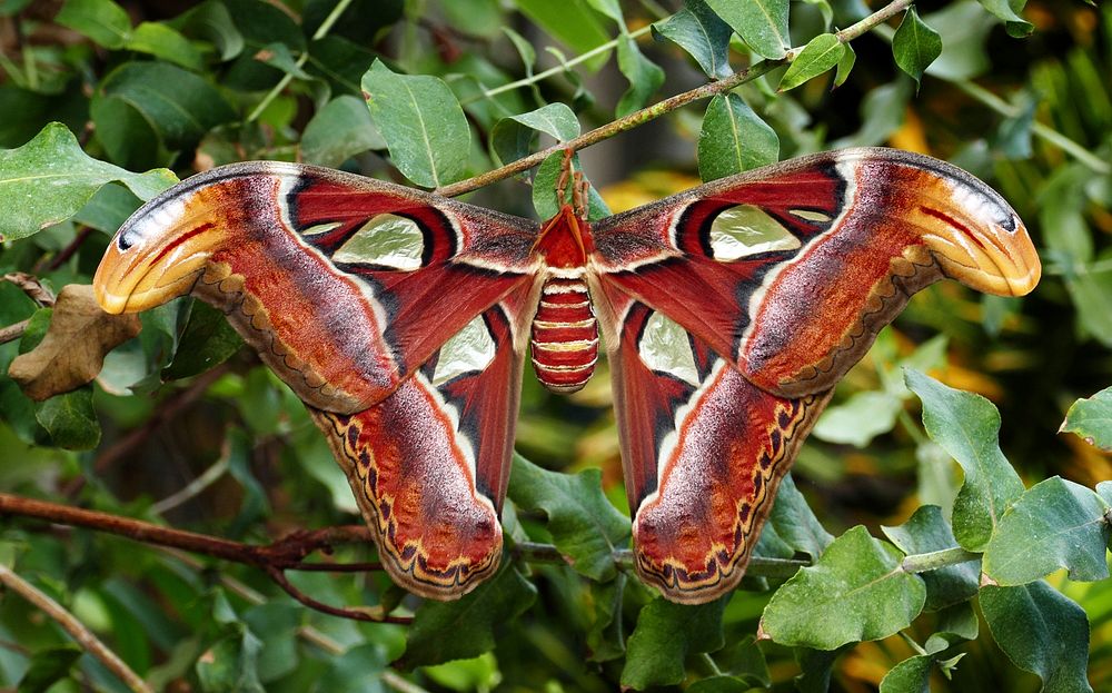 Atlas moth.