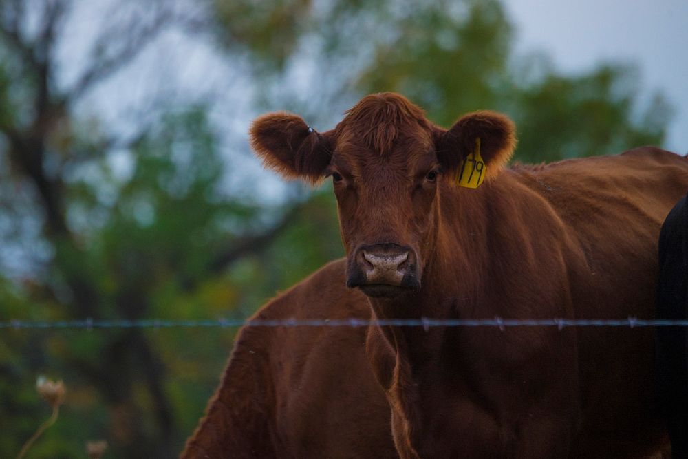 Cattle graze in a field outside of North English, Iowa, Sept. 13, 2017.USDA Photo by Preston Keres. Original public domain…