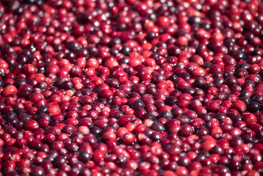 Cranberries in a demonstration bog on the National Mall, in Washington, D.C., on September 29, 2017. For more media about…