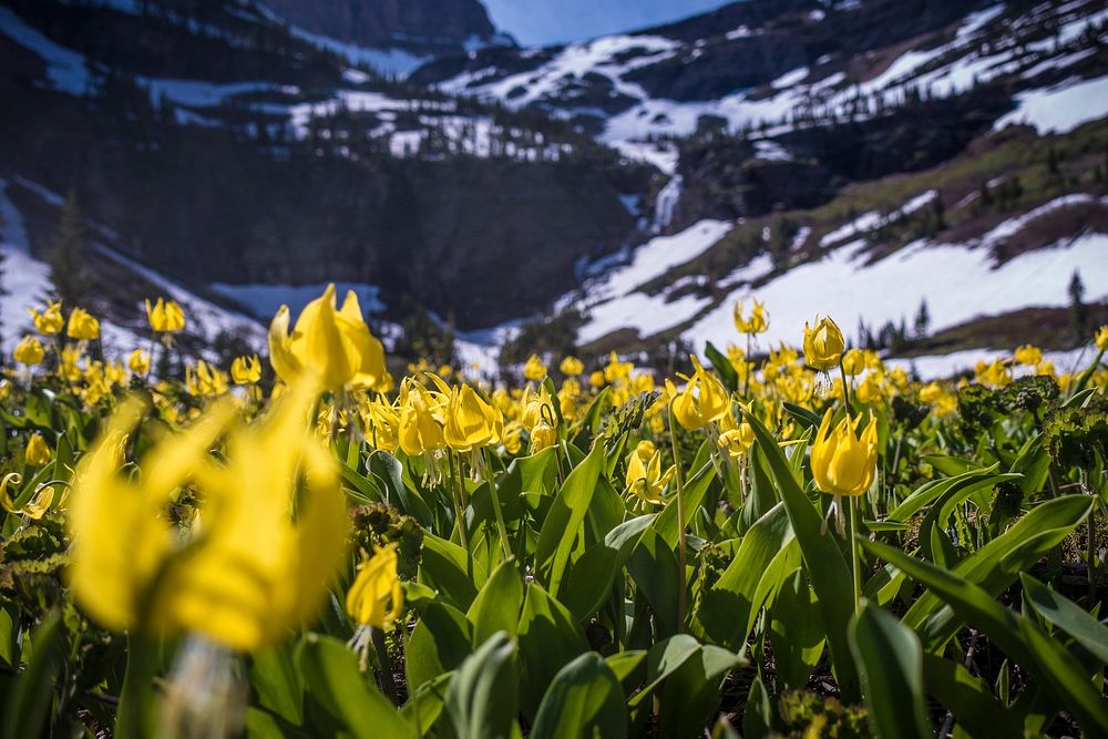 Glacier Lilies. Original public domain image from Flickr