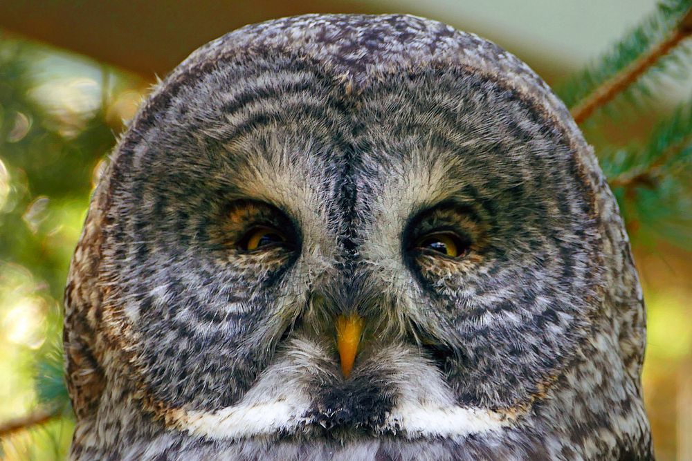 Great Grey Owl (Strix nebulosa). The Great Grey Owl is large grey owl with dense, fluffy plumage, long wings and tail, and a…