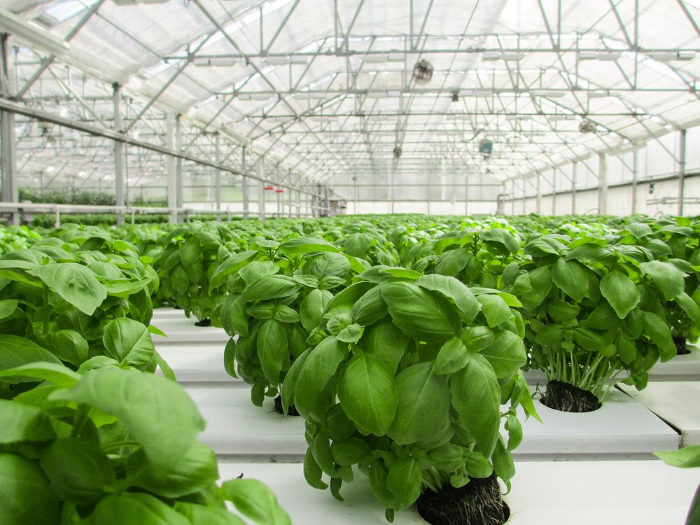 Hydroponic farming. Original public domain image from Flickr