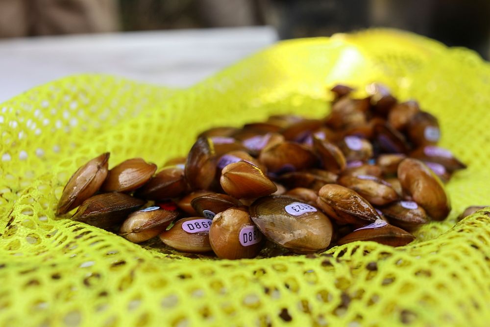 Golden riffleshell mussels ready for release. Original public domain image from Flickr
