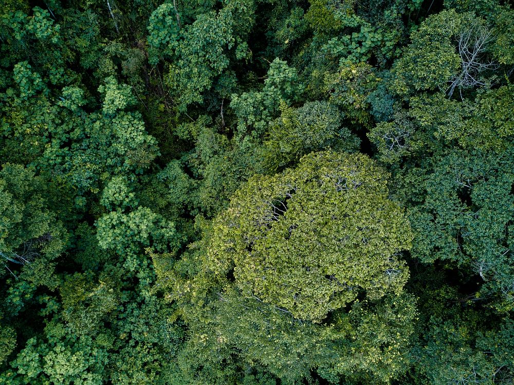 Forest, bird's eye view. Free public domain CC0 image.