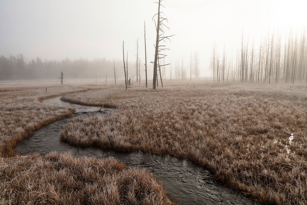 Foggy morning at Tangled Creek. Original public domain image from Flickr