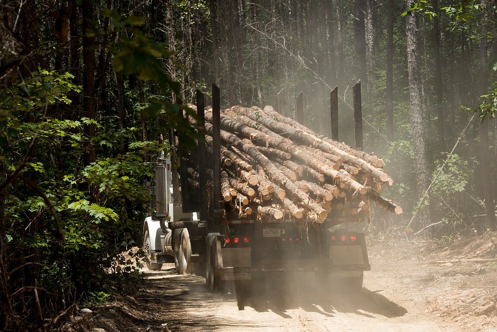 Contractors cut down and process trees for a timber sale in the Chattahoochee National Forest, GA. Original public domain…