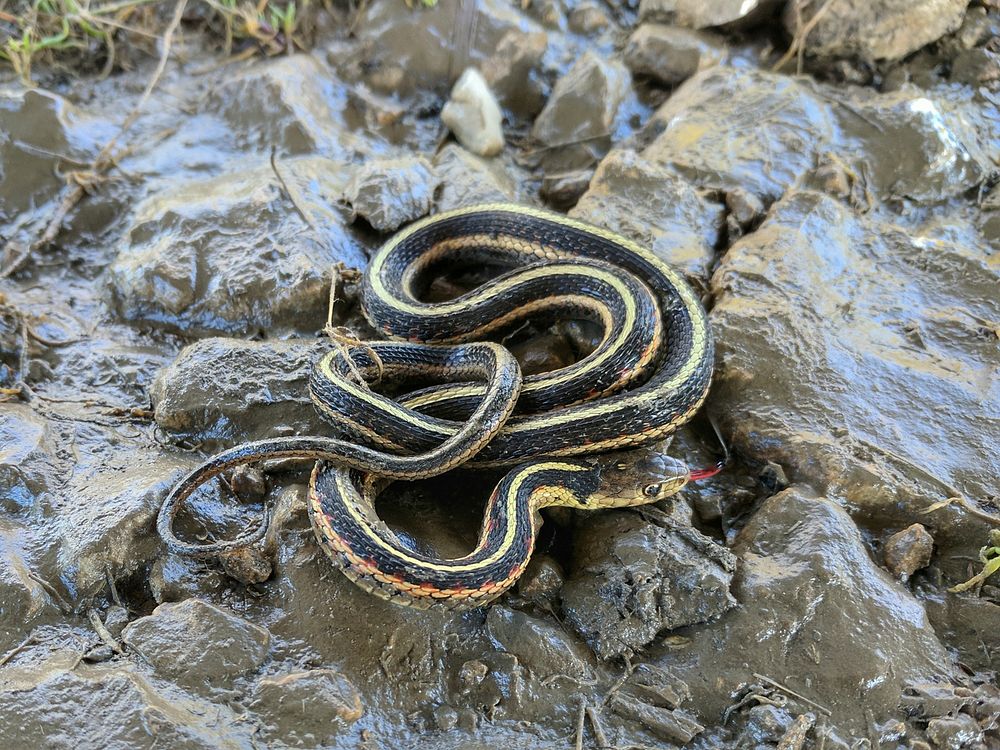 Garter SnakeWe spotted this common garter snake enjoying a warm fall day at Minnesota Valley National Wildlife Refuge.Photo…