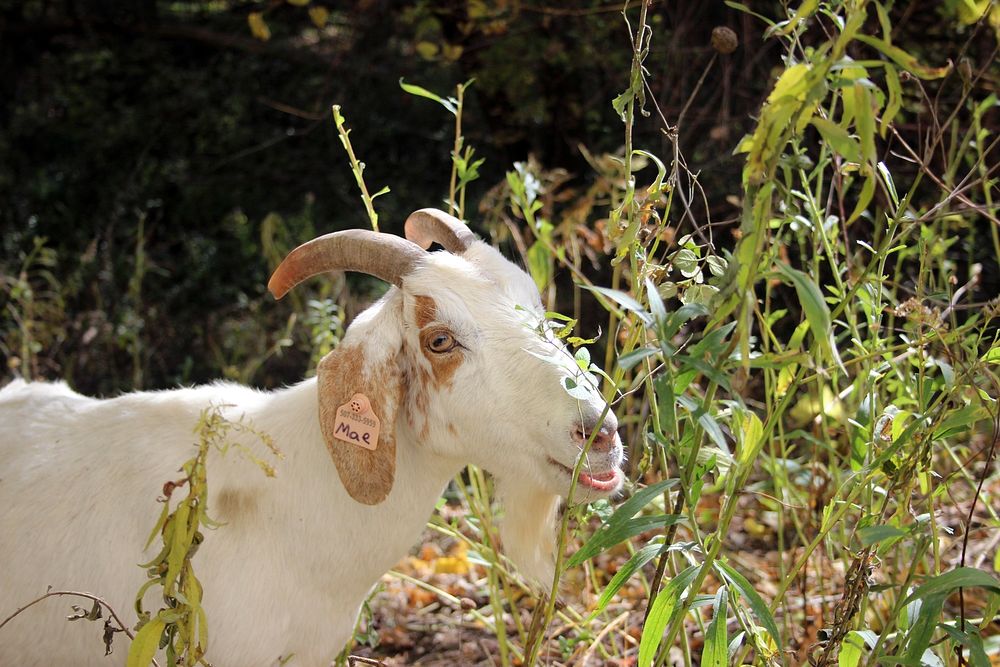 Goat GrazingGoats are helping to remove buckthorn and other unwanted plants at Minnesota Valley National Wildlife…