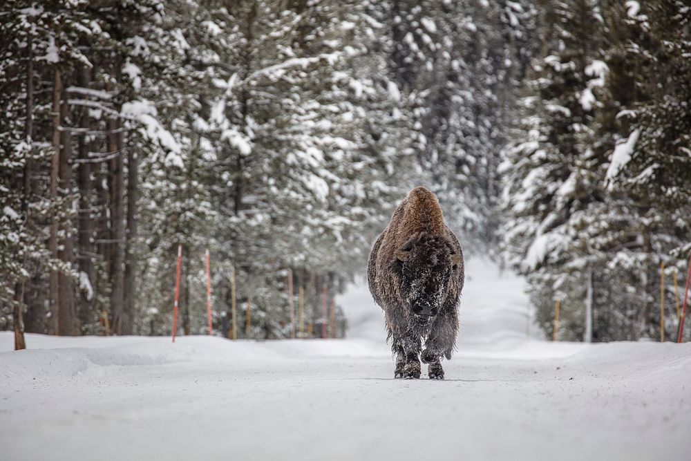 Frosty bull bison in the road near Fishing Bridge. Original public domain image from Flickr