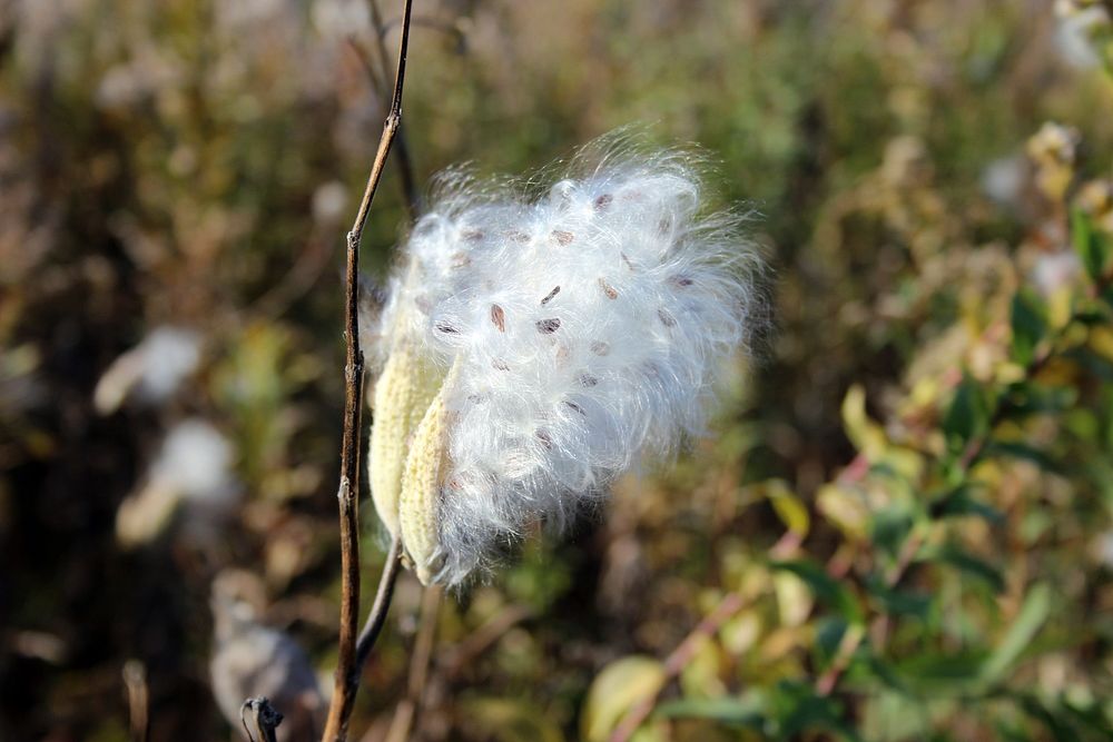 Milkweed SeedsThese common milkweed seeds are ready to fly at Minnesota Valley National Wildlife Refuge.Photo by Courtney…