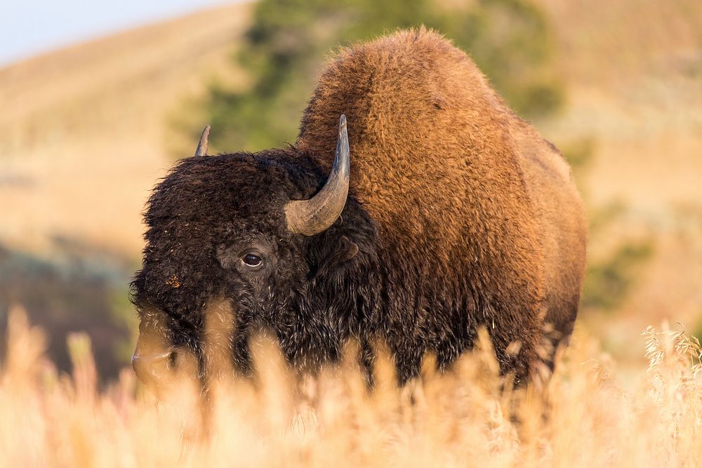 Bison, Blacktail Deer Plateau. Original public domain image from Flickr