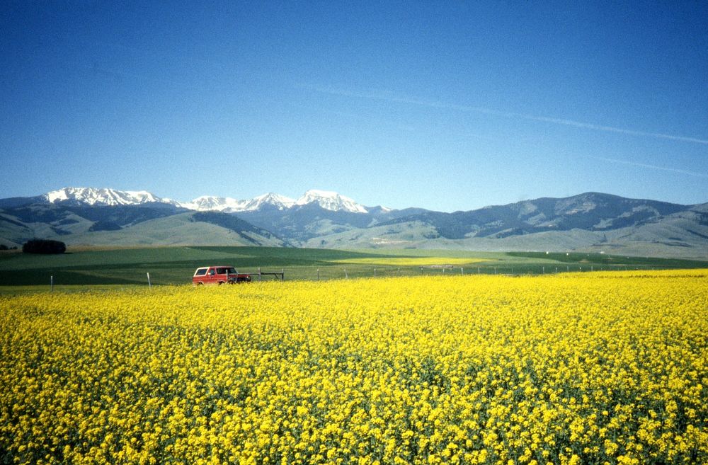 Canola field with snowcapped mountains in the background, July 1990. Original public domain image from Flickr
