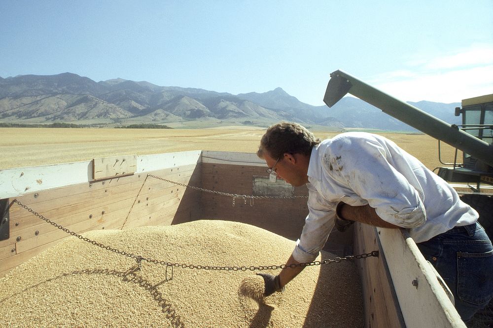 Man looking at harvested grain. Original public domain image from Flickr