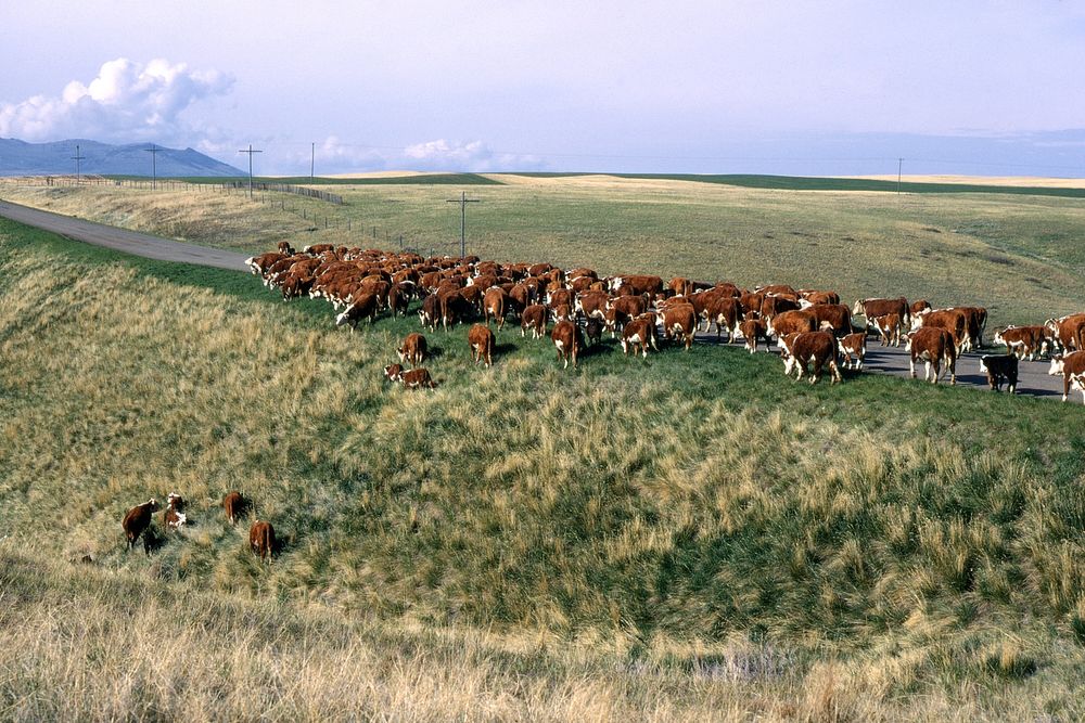 Cattle drive (Majores) to Havre, June 1970. Original public domain image from Flickr