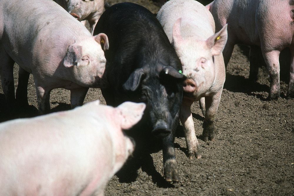Pigs. Original public domain image from Flickr