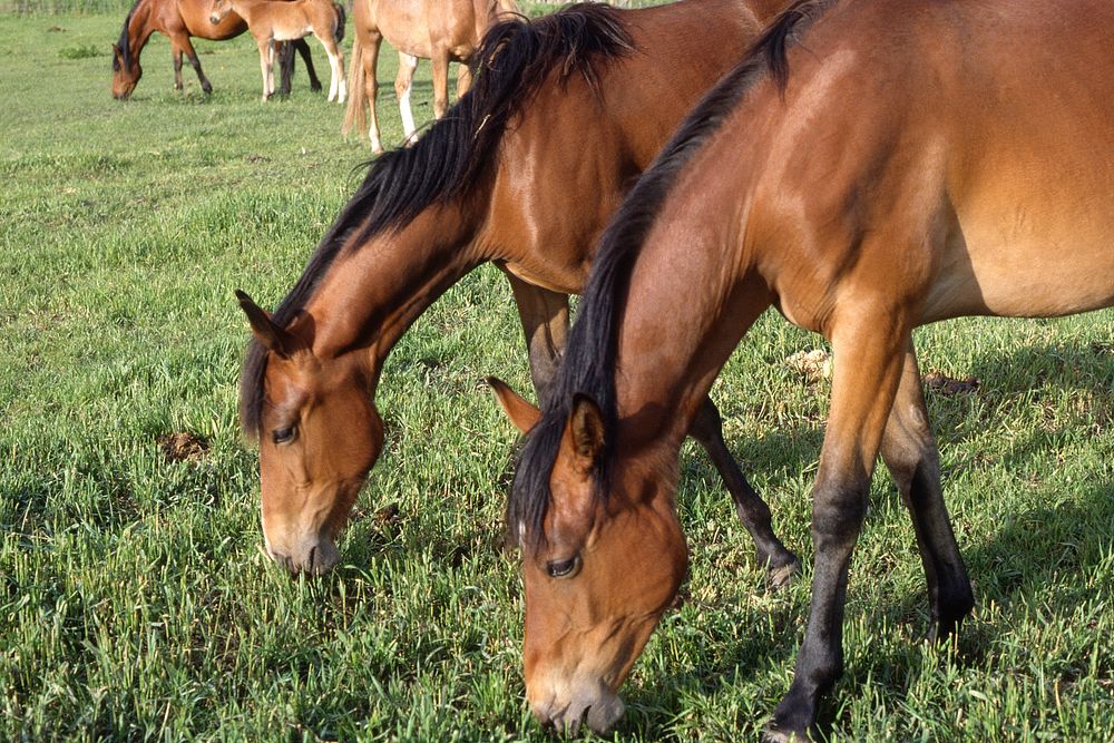 Horses grazing on green grass, June 1992. Original public domain image from Flickr