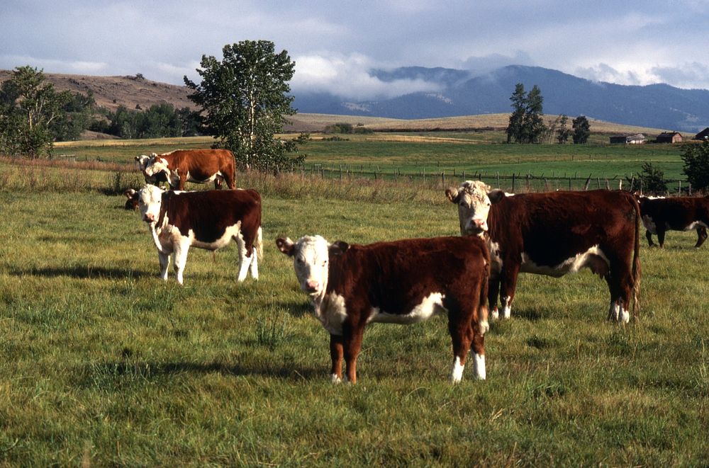 Pasture with cattle grazing in the Bitteroot, September 1978. Original public domain image from Flickr