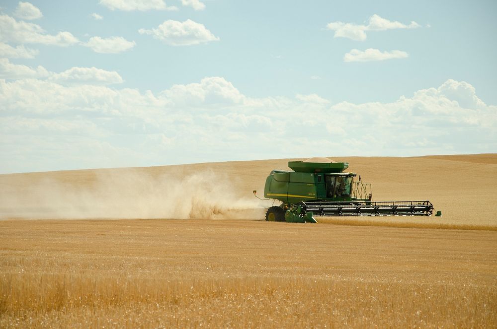 A combine, harvesting winter wheat on a farm in Beach, ND. The combine leaves stubble, which is helpful in maintaining soil…