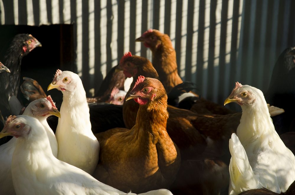 Chickens, Plevna, MT., July 2013. Original public domain image from Flickr