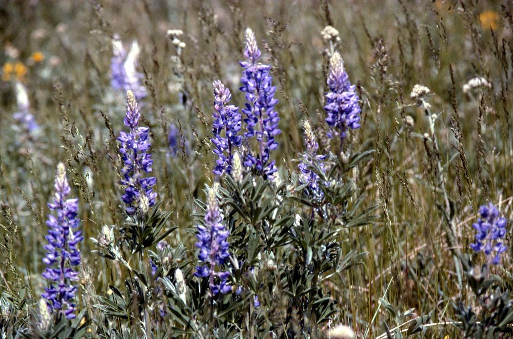 Lupine, July 1996. Original public domain image from Flickr