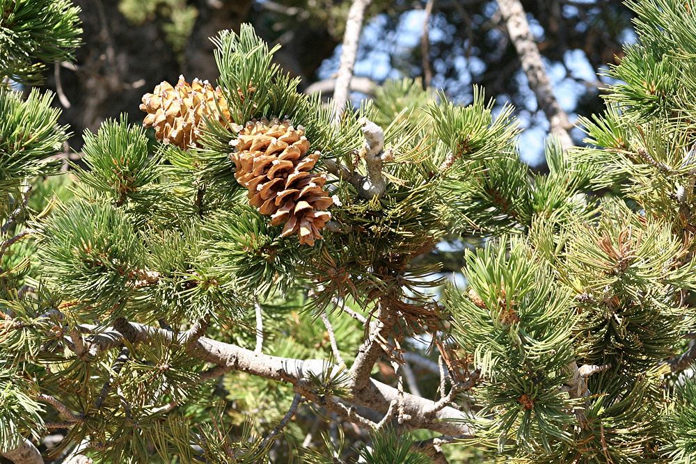 Pinus flexilis, limber pine. Columbus, Montana. August 20, 2006. Original public domain image from Flickr