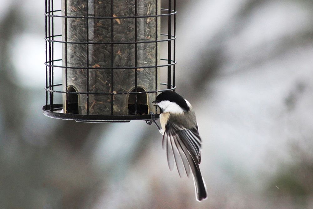 Black-capped Chickadee. Original public domain image from Flickr