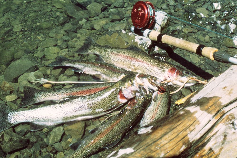 Stringer of trout in water next to fly rod, May 1980. Original public domain image from Flickr