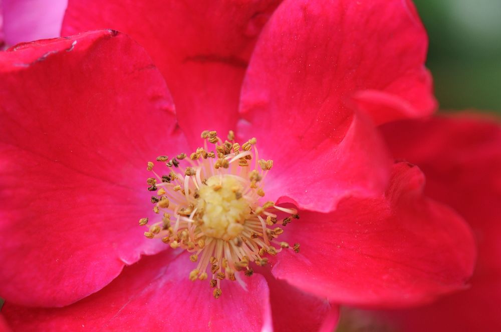 Closeup on pistils and stamens of large red flower