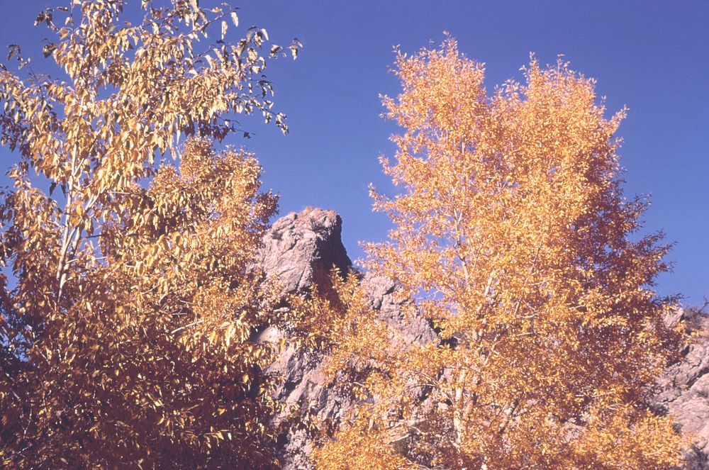 Trees turning color in front of rock formation. Original public domain image from Flickr