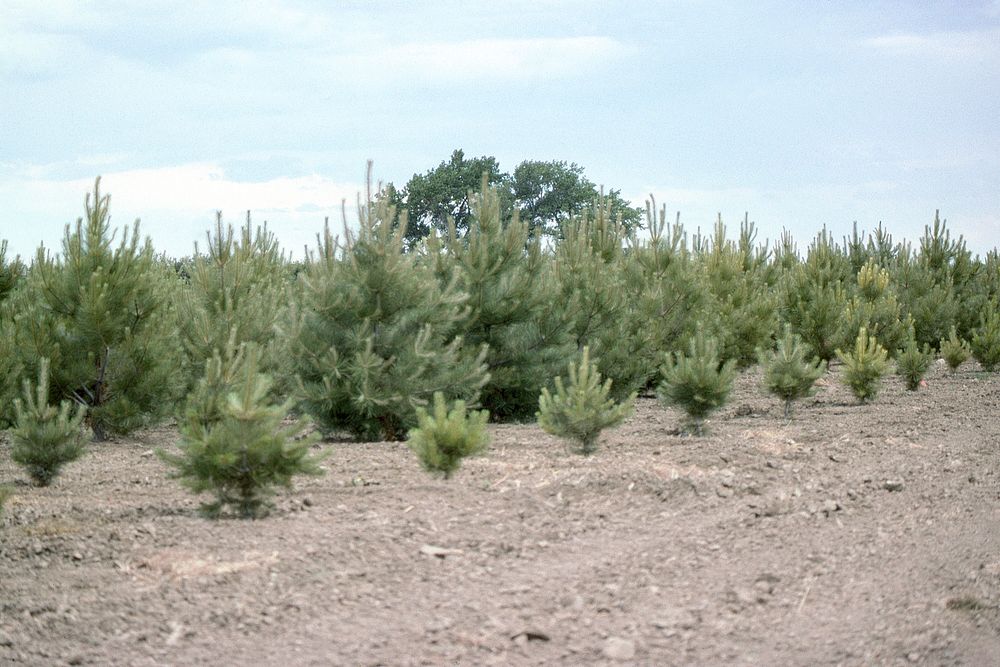 Windbreaks with different ages of trees, July 1995. Original public domain image from Flickr