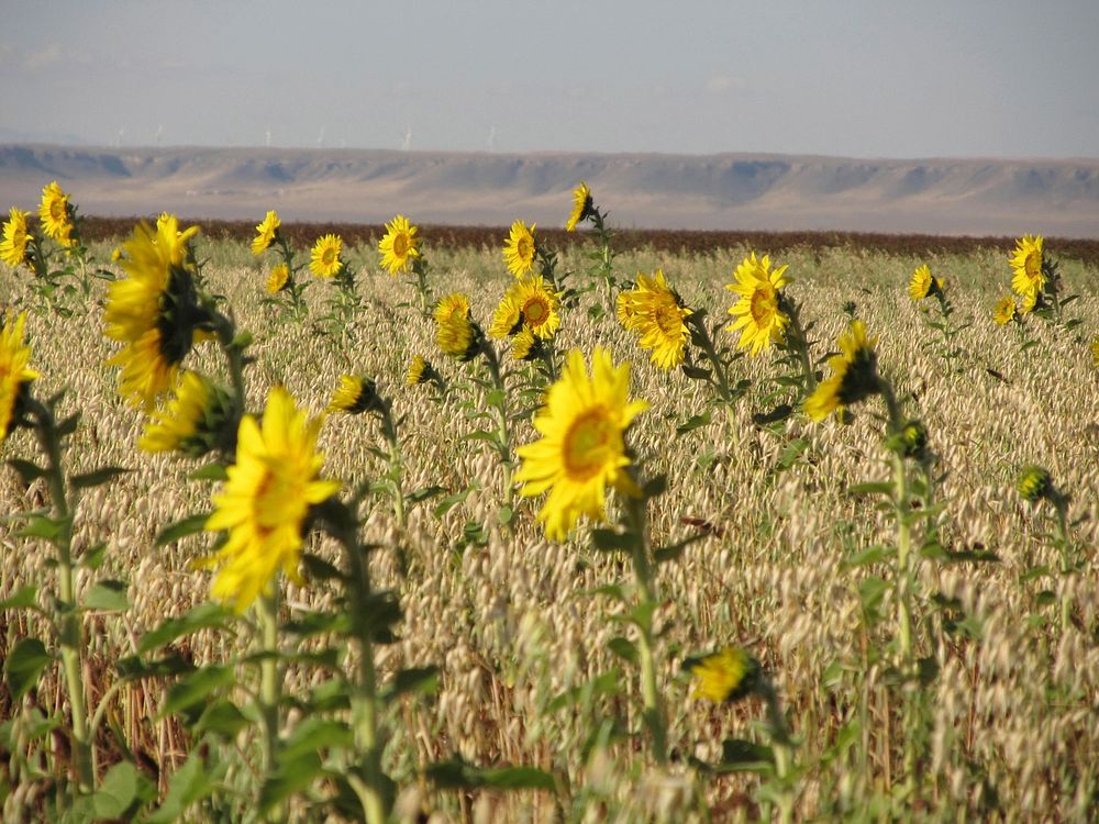 Sunflowers standing tall in a cover crop mix with 8 species, including: oats, turnip, radish, soybeans, millet, cowpea…