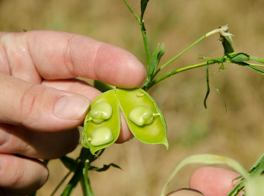 Chickling Vetch. Beach, SD; July 18, 2012. Original public domain image from Flickr