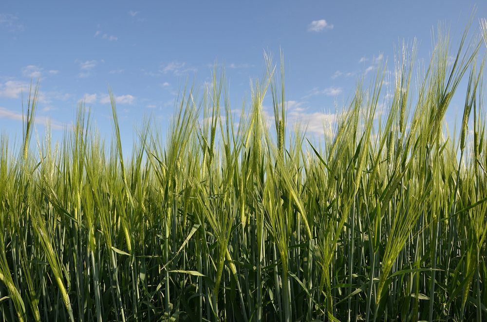 Hay barley crop near Moccasin, Montana. July 2010. Public domain. Original public domain image from Flickr