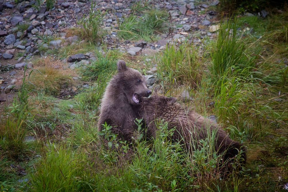 Two cubs on Moraine Creek.