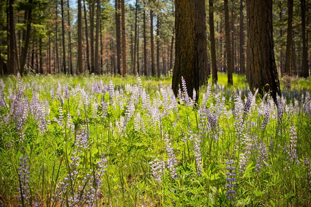 Lupine and other wildflowers and grasses grow in the forest understory the year after the Roaring Lion wildfire burned…