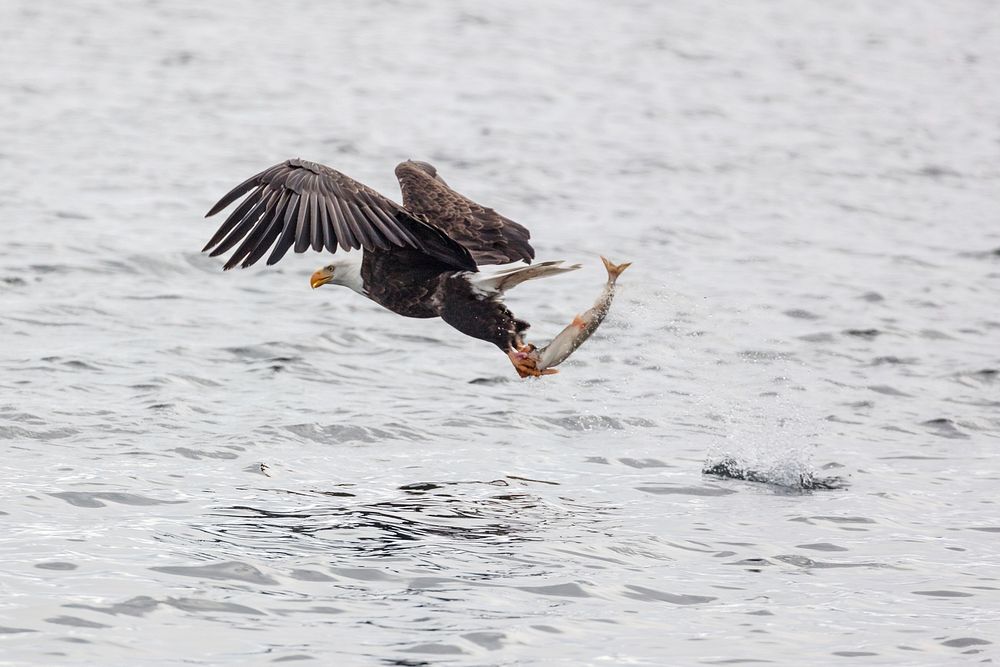 Bald Eagle fishing on Yellowstone Lake by Jacob W. Frank. Original public domain image from Flickr