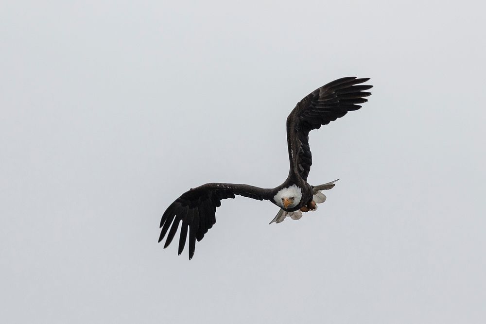Bald eagle flying in sky. Original public domain image from Flickr