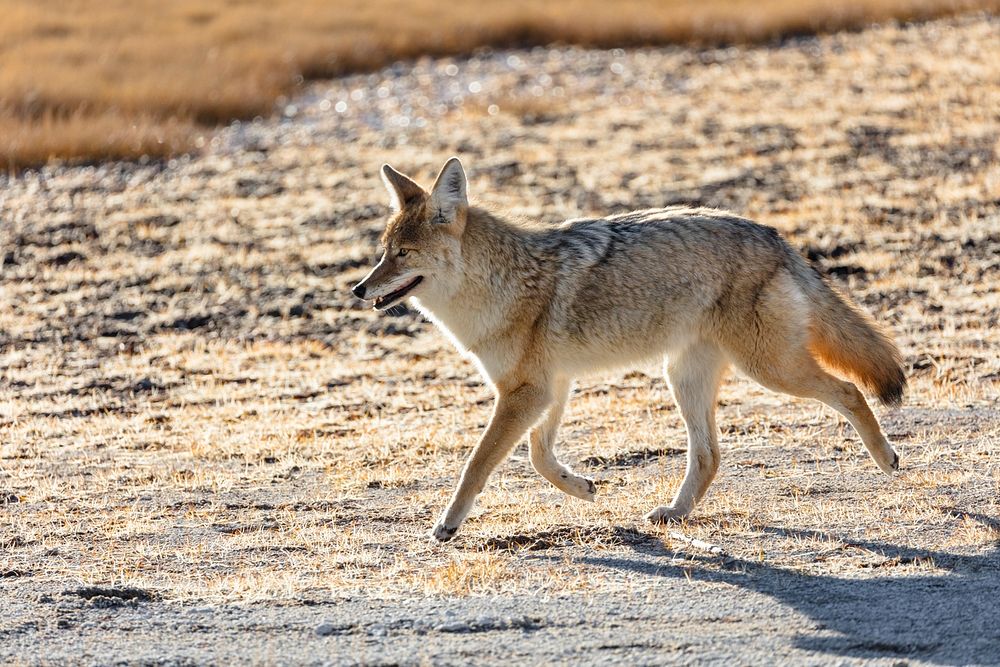 Coyote near Riverside Geyser. Original public domain image from Flickr