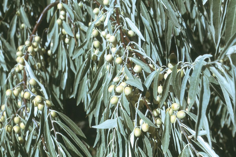 Close-up of Russian Olive in a windbreak between Hinsdale and Saco, September 1978. Original public domain image from Flickr