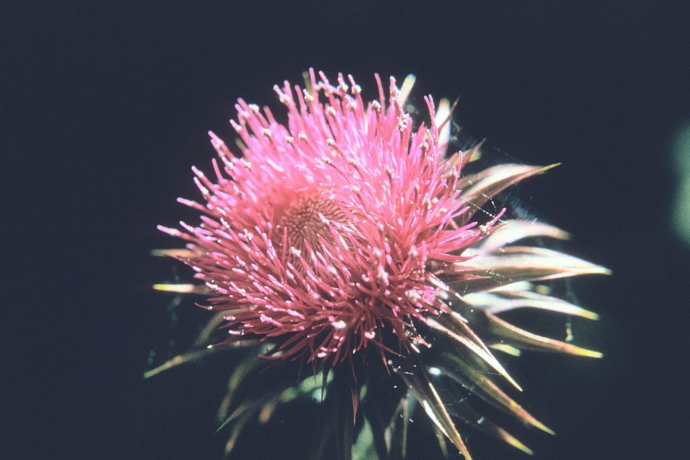 Close-up of Canada thistle flower. Original public domain image from Flickr